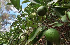 Finca el Agua da Vida (Los Eucaliptos & Los Olivos) - Foto 25