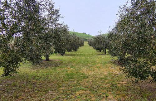 Casa Vacanze Podere San Giusto Volterra - Foto 33