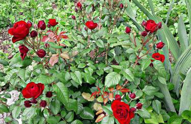 Apartment Ana - Foto 11