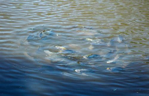 Casa Europeia com Lareira & Piscina em Indaiatuba - Foto 72