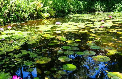 Jasmine Suite on Lush farm in Haiku, Maui jungle - Photo 74