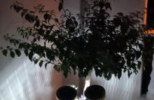 Buergerhaus Zeltingen Fewo - Foto 24