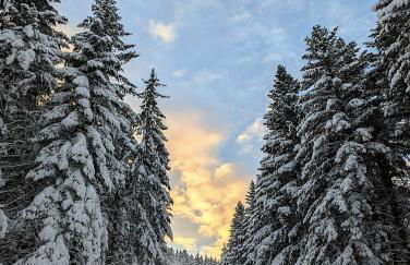 Chalet Sauna jacuzzi 6 personnes - Foto 50