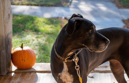 Maple House Large Vacation Home, Sleeps 7 Pet Friendly Great Location - Foto 28