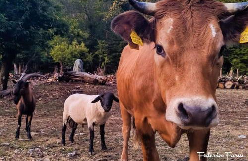 La Casa del Sarto - FedericoFarm - Foto 42