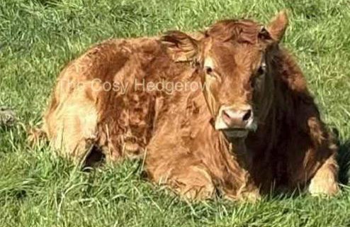 The Cosy Hedgerow - Foto 34