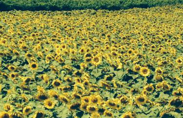 Tre Girasoli - Foto 35