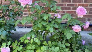 Garden flat in London - Foto 2, Garden