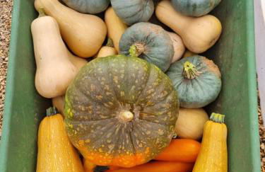 Gecko Pego Longo - Foto 55