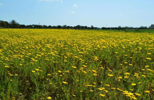 Agriresort Terradome - Foto 8