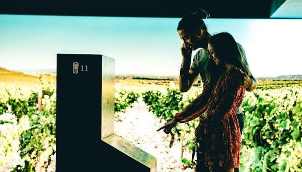 Conhecendo os segredos dos vinhedos