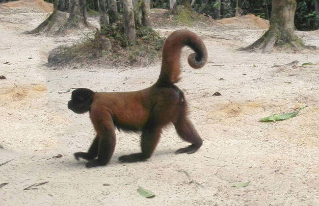 Excursão ao santuário de macacos de Mocagua - Foto 2