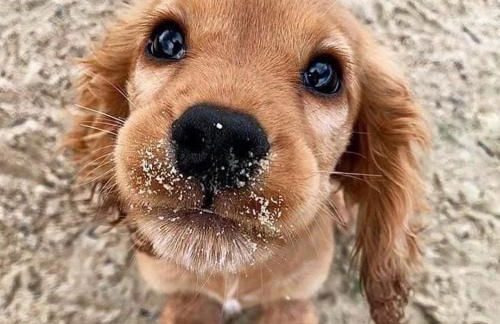 Crows Nest Apartment, at Clipper House with free onsite allocated parking - Foto 14