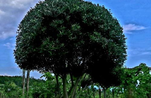 Villa Etna Masi' - Foto 32