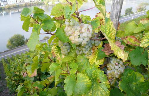 Ferienwohnungen im Moseltal - Foto 30