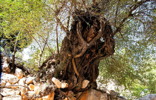 Villa Kounouvato Ithaca - Photo 40