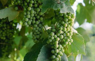 Il Giardino di Elena - Foto 28