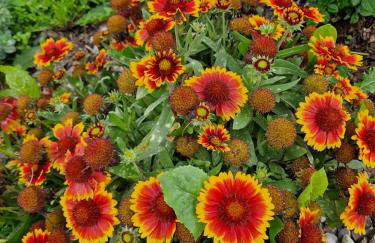 Apartamenty Szepty Mazur - Foto 60