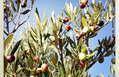 D HOUSE authentic Zlarin house, relaxing courtyard and terrace - Photo 33