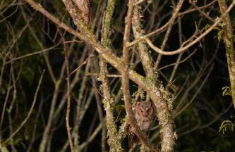 Villa Alpina - Cabanas Conceito - Vale dos Vinhedos - Foto 37