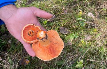 Apartament w górach Gorce - Foto 37