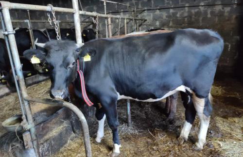 Farma u Irka - Foto 16