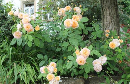 Maison Mille Fleurs - Foto 39