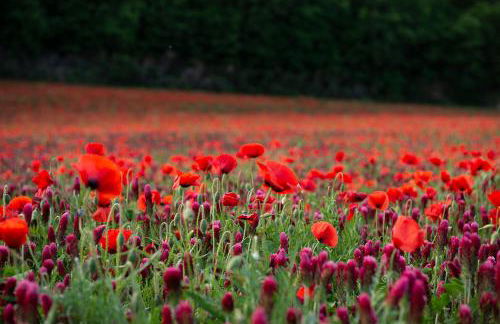 Agriturismo Mocine - Foto 72