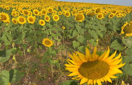 La Antigua Vaquería - Foto 9