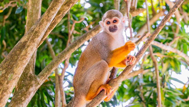 Monkeyland is home to a wide variety of monkeys