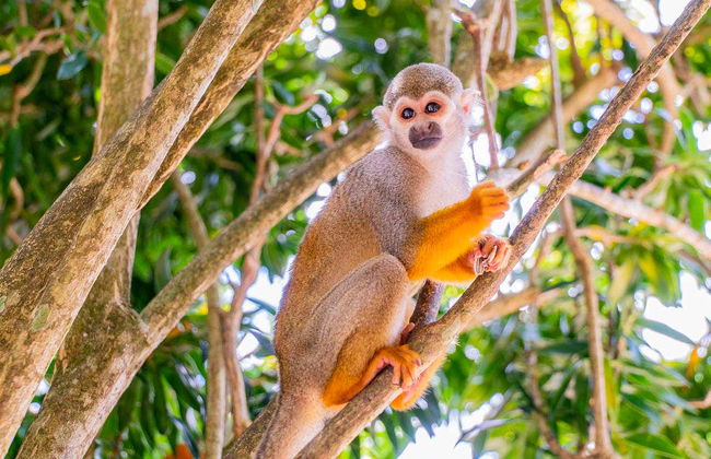 Excursion à Monkeyland - Photo 6