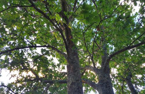 Douro Mesio Guest House - Foto 7