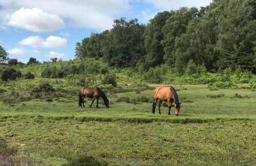 Barton on Sea self contained, stunning sea views - Photo 30