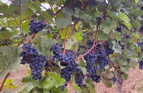 Penthouse Tauberblick Terrace - Foto 76