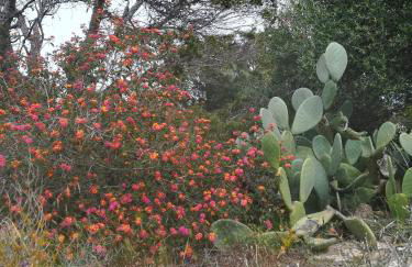 Apartamento Illa Blanca - Foto 1