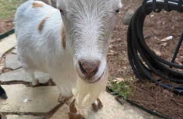 Cozy Cabin Escape - Foto 24