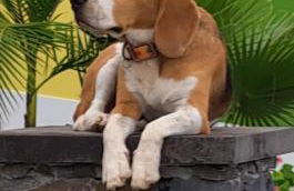 Torre Bella Gardens - Foto 18