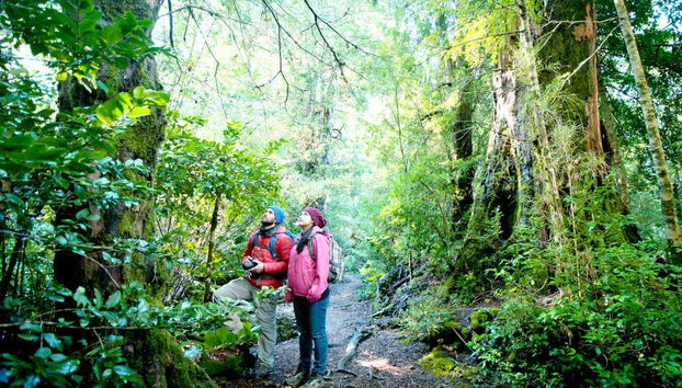 Paseando por el bosque