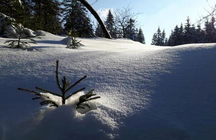 Ferienwohnung Wolf - Photo 21