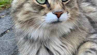 Leśny Dwór - Foto 5