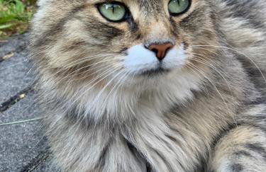 Leśny Dwór - Foto 5