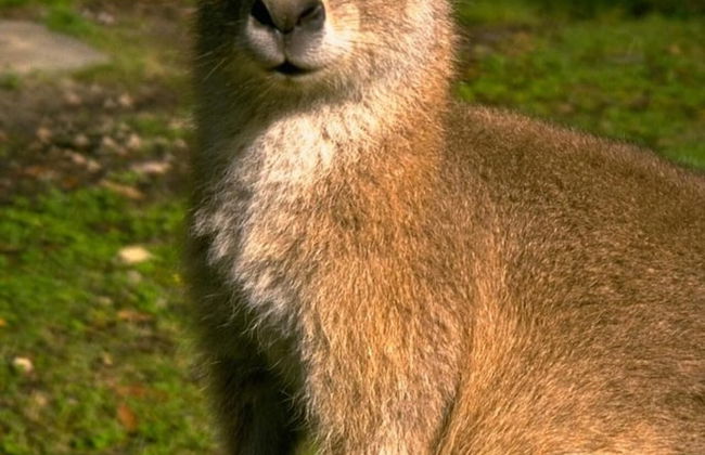 Kosciuszko Tourist Park - Foto 33