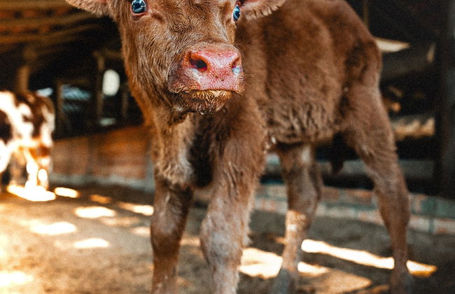 Fazzenda Park Resort - Photo 45