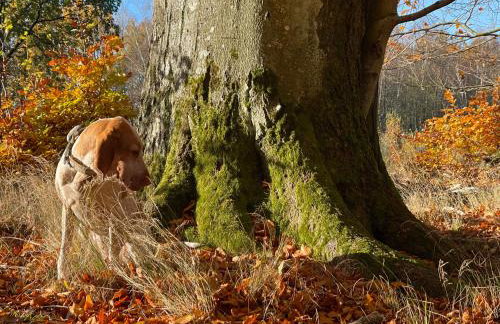Żurawi klangor - dom z sauną i jacuzzi - Foto 37