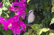 Ilha da Crôa - Barra Sto Antônio - Alagoas - Esquina Praia - Photo 16