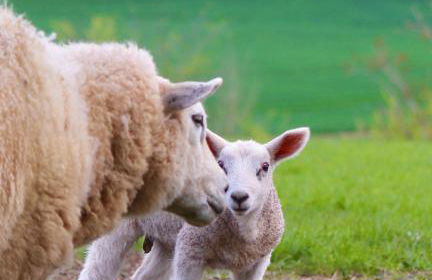 Robin Cabin with hot tub - Foto 29