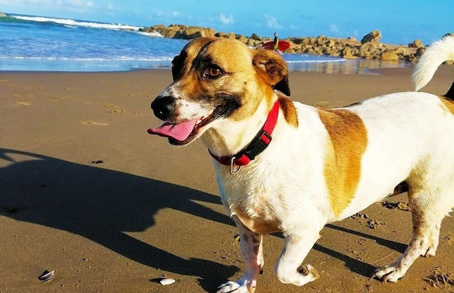 The Beach House - Photo 22