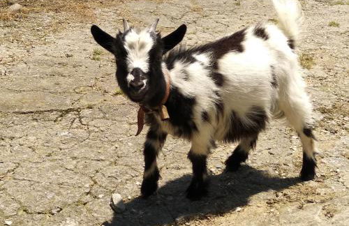 La Casina de Biescas - Photo 15