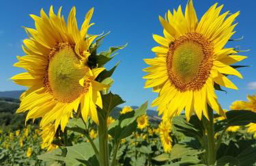 Agriturismo Il Catrino - Foto 25