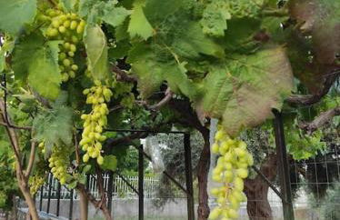 Vlasis home - Foto 13